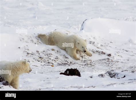 Polar Bear cub on snow Stock Photo - Alamy