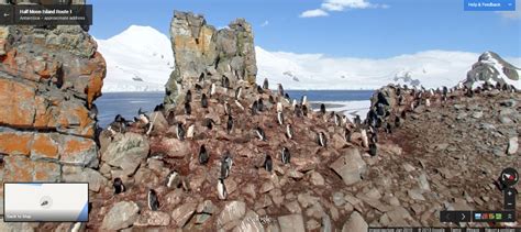 Penguins on Antarctica | Animals on Google maps