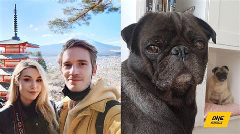 PewDiePie moved to Japan and spent US$80K due to fat dogs | ONE Esports