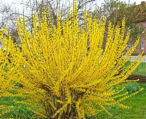 Lynwood Gold Forsythia 20 Fresh Cuttings yellow - Etsy