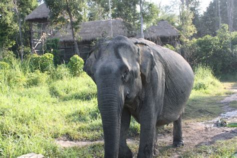 Cambodia Wildlife Sanctuary