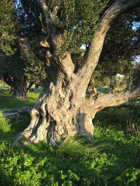 Ancient Olive Tree Karystos, Greece | Alberi secolari, Alberi in fiore, Natura