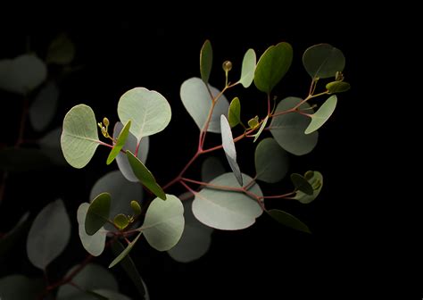 2 Ways To Achieve Black Background For Your Plant Photoshoot