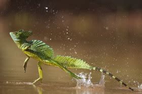 Green Basilisk Lizard Running On Water Hd