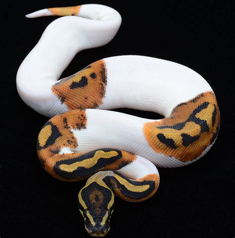 PiebaLd Python : r/aww