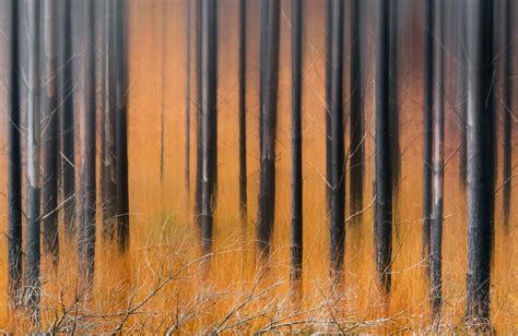 Tiger Camouflage | Torridon, Highlands, Scotland | Transient Light