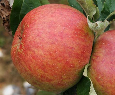 Apple Varieties - King of Tompkins County