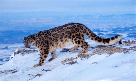 The Snow Leopard: All You Need To Know