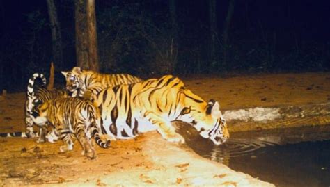 Bandhavgarh Tiger Reserve Welcomes 6 New Tiger Cubs & 3 Leopard Cubs