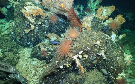 The discovery of a coral reef off the Galapagos | Local travel agency ...