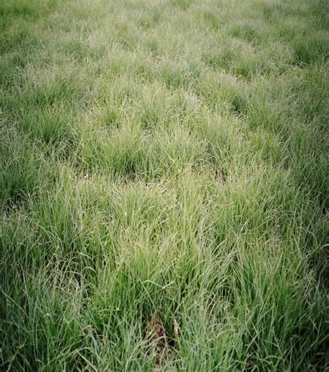 TEXOKA BUFFALOGRASS - Johnston Seed Company