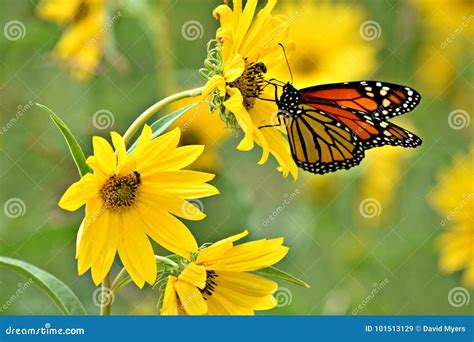 Monarch Butterfly on Yellow Flowers Stock Image - Image of lake, monarch: 101513129