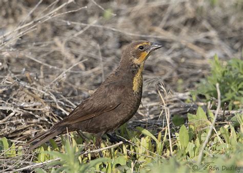 Female Yellow-headed Blackbird – Feathered Photography