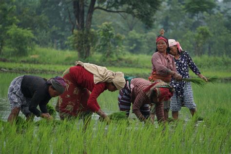 Reviving Nepal's agriculture