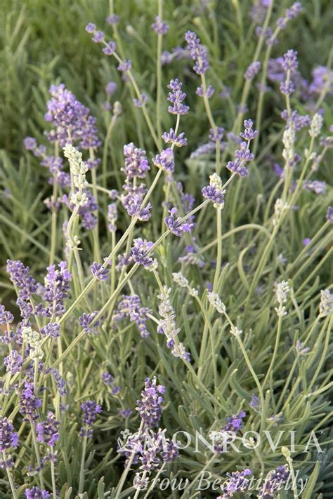 Munstead Lavender - Trees Today Nursery