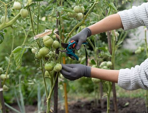 How to Properly Prune Your Tomato Plants