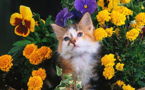 Cat and Flower Wallpapers - Top Free Cat and Flower Backgrounds - WallpaperAccess