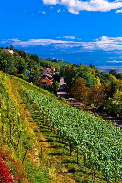 Vineyards, Meersburg, Germany | Germany, Cool places to visit, Scenery