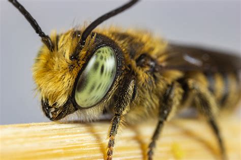 Summer Leaf Bees