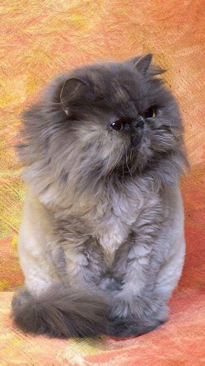 .Gray Persian kitten | Cute cats, Cats and kittens