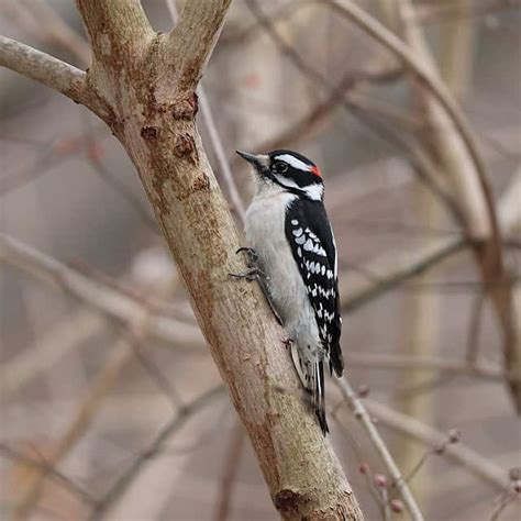 Male vs Female Woodpecker: Complete Difference Explained: