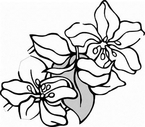 Sampaguita Flower Drawing at PaintingValley.com | Explore collection of ...