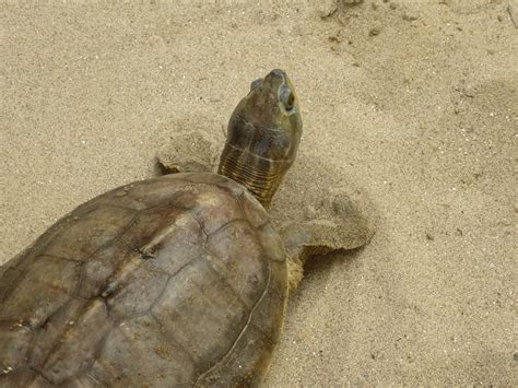 Kachua Kachua | This hard-shelled herbivorous turtle is name… | Flickr