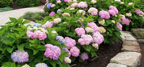 shrub-hydrangea-endless-summer - Homestead Gardens, Inc.