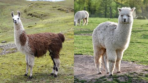 What Is The Difference Between A Llama And An Alpaca - Online Field Guide