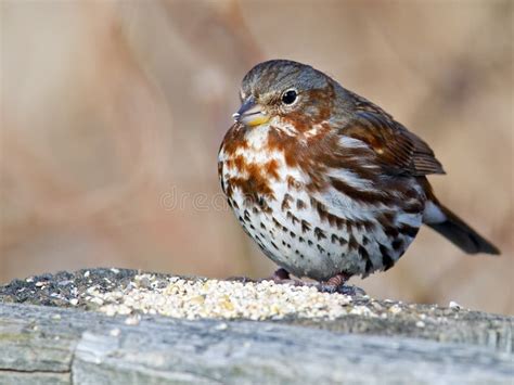 Fox Sparrow stock image. Image of snow, song, feeding - 65080717