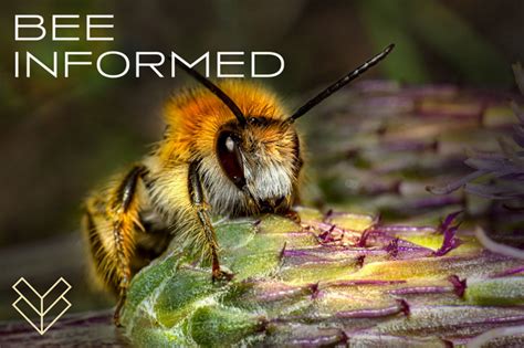 Bee Informed: Forest Bees, Greenhouse Pollinators, and Solar Field Bee