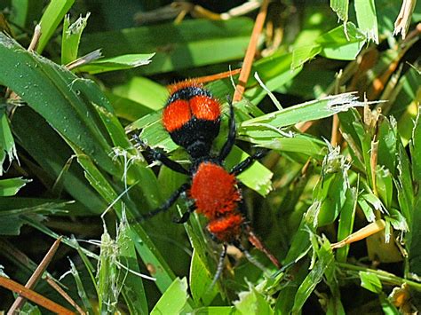 One species a day: Eastern velvet ant