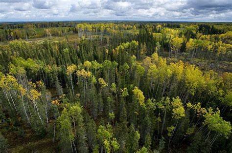 Celebrating collaborative efforts in the boreal forest — Ducks ...