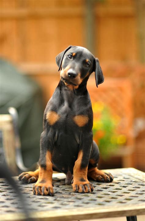 Doberman puppies for sale | Willenhall, West Midlands | Pets4Homes