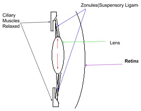 How do ciliary muscles focus our eye?