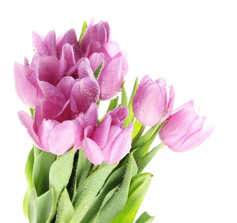 Premium Photo | Beautiful bouquet of purple tulips, isolated on white