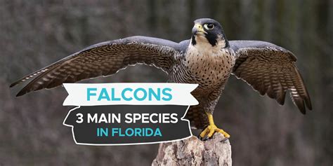 Falcons in Florida [Our Guide to the 3 Main Species] - Birdwatching Buzz