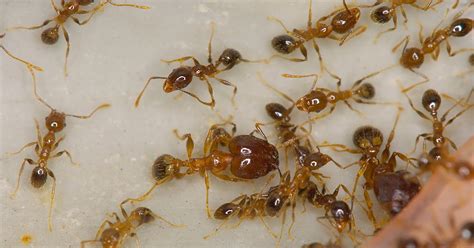 The Pheidole megacephala Compendium: How to identify Pheidole megacephala