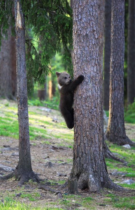 Teacher Stumbles Upon Baby Bears ‘Dancing’ In Finland Forest, Thinks He ...