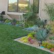 Succulents in the front - Transitional - Garden - Orange County - by ...