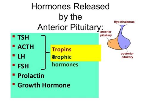 Coordination & Response Part 2 - The Endocrine System