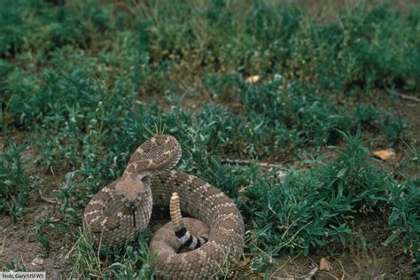 Western Diamondback Rattlesnake Facts, Pictures & Information