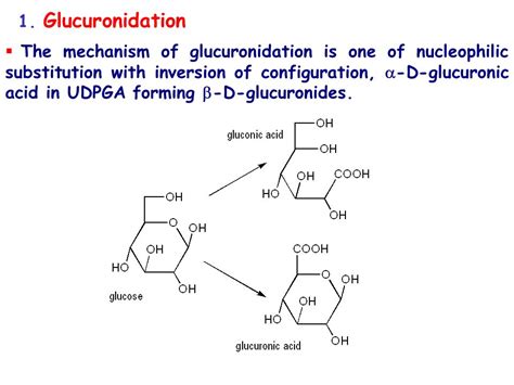 Phase II or Conjugation Reactions – Conjugation reactions link an ...