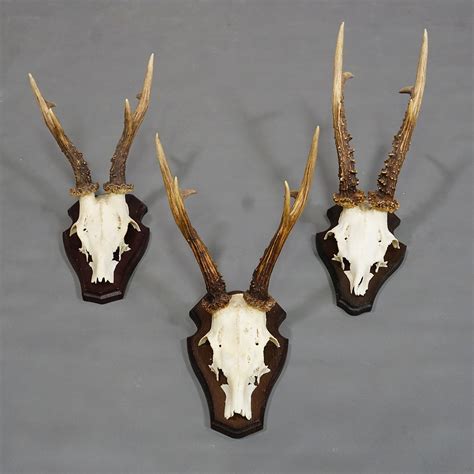 A set of six vintage Black Forest hunting trophies from Germany ...