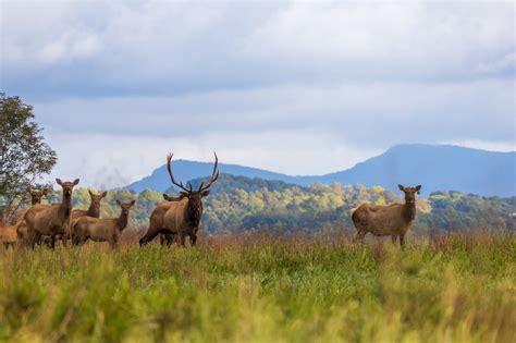 Elk Tours — Breaks Interstate Park