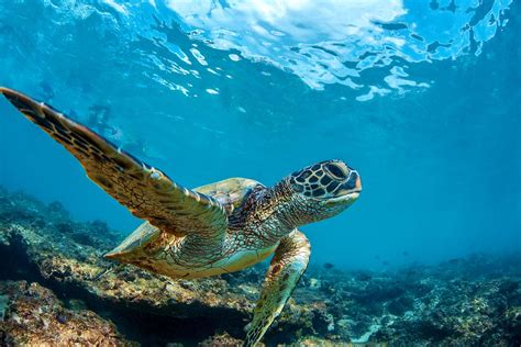 10 Destinations for the Best Snorkeling in the Caribbean - xoxoBella