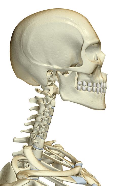 The Bones Of The Head, Neck And Face #1 by MedicalRF.com