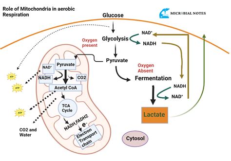 Functions of Mitochondria - Microbial notes