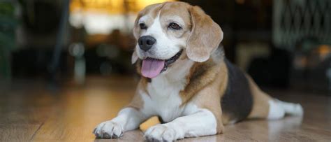 Pocket Beagle - A-Z Animals