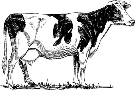 Holstein cow Free Vector / 4Vector